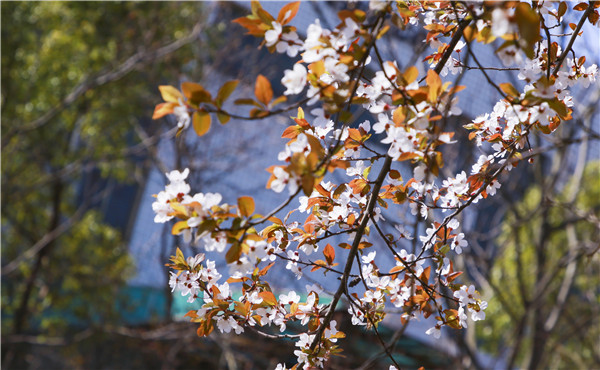 春暖花開，等你歸來——邀你云賞南新春景，以慰思念