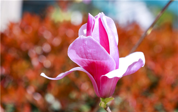 春暖花開，等你歸來——邀你云賞南新春景，以慰思念