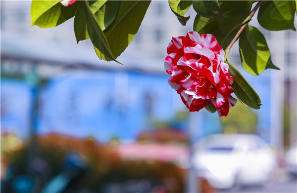 春暖花開，等你歸來——邀你云賞南新春景，以慰思念