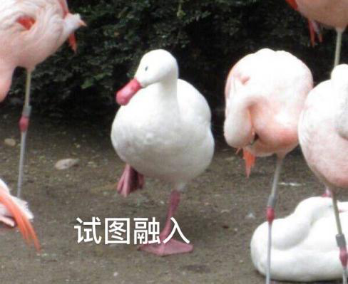 新華互聯(lián)網(wǎng)科技正式入駐Bilibili！會(huì)摩擦出什么樣火花呢？